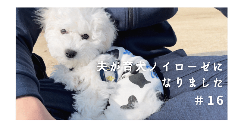 夫が育犬ノイローゼになりました ボナママ Note 夫が育犬ノイローゼになりました ボナママ Note