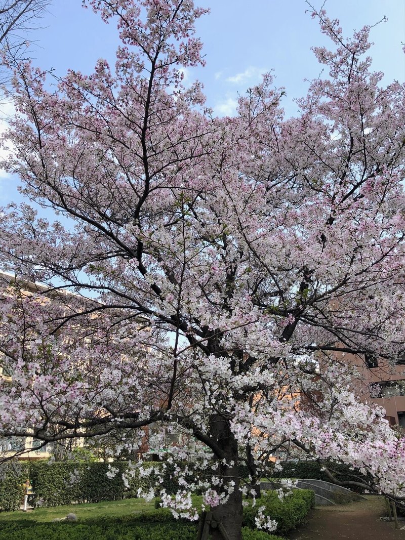 東京都江東区桜開花情報 Pono Note 東京都江東区桜開花情報 Pono Note