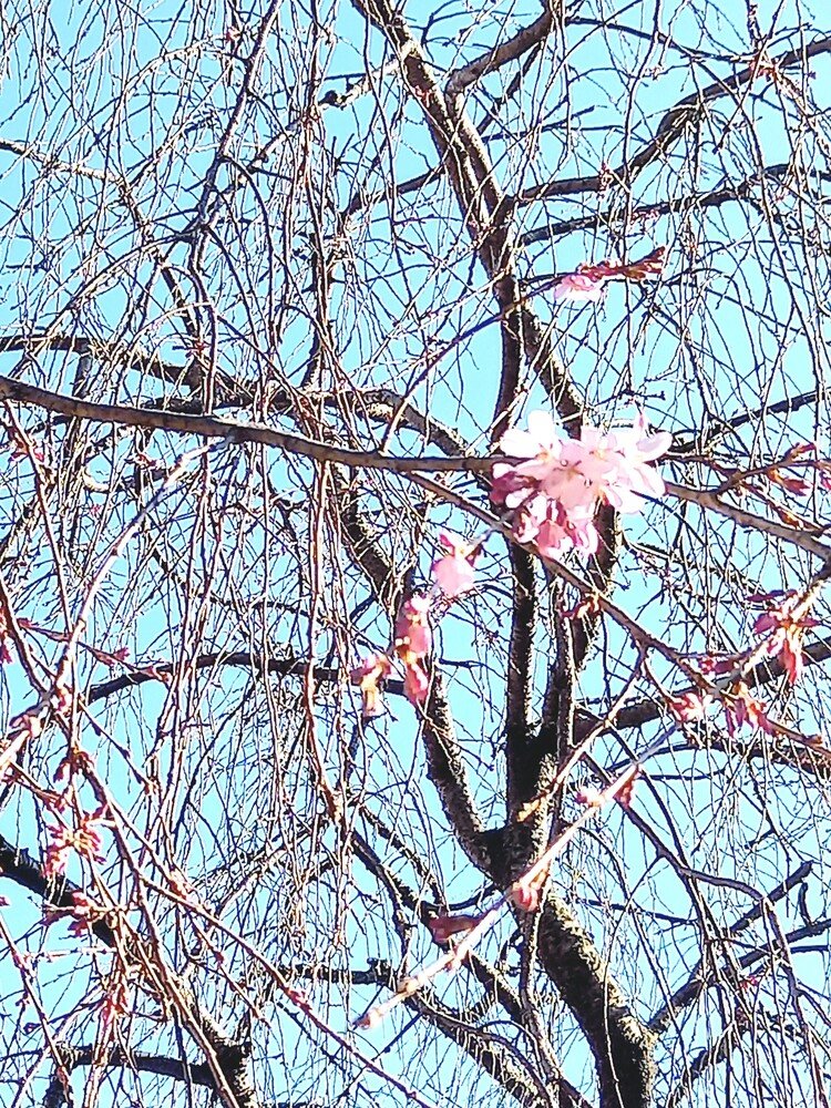 空から降り注ぐような、あの満開の瞬間が待ち遠しいです🌸