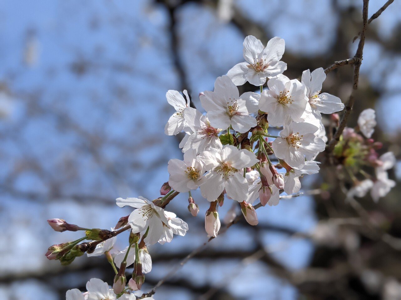 今日の千鳥ヶ淵のソメイヨシノ 全体としては二分咲きかな 来週半ばが見頃なのではないかしら 水面ギリギリまで垂れ下がる千鳥ヶ淵の桜には風情がある あと何年元気に見に来られるかな 年来ら 紫乃 Note