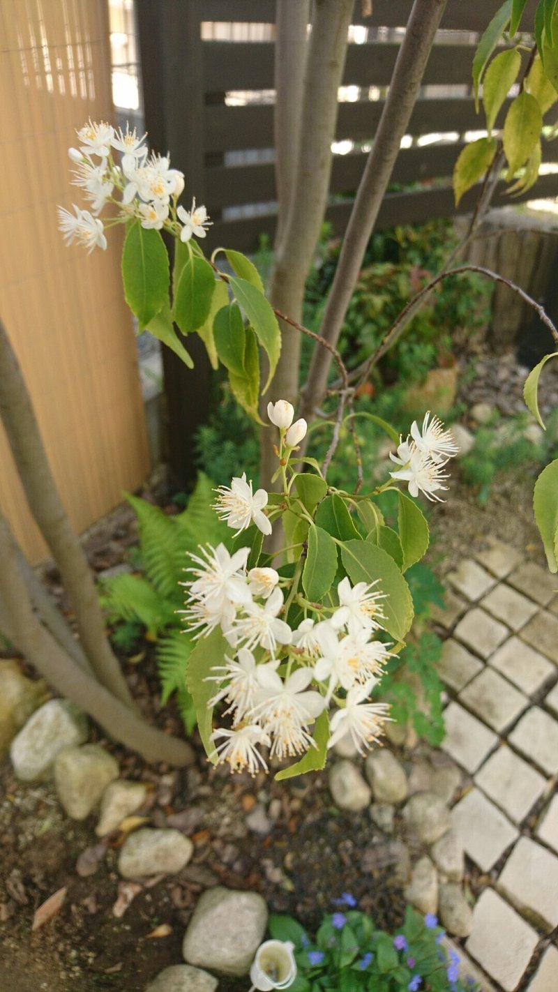ハイノキの春 芽出しから開花し若葉へ 雑木の庭の苗木と草花ショップ ぞう木りん Note