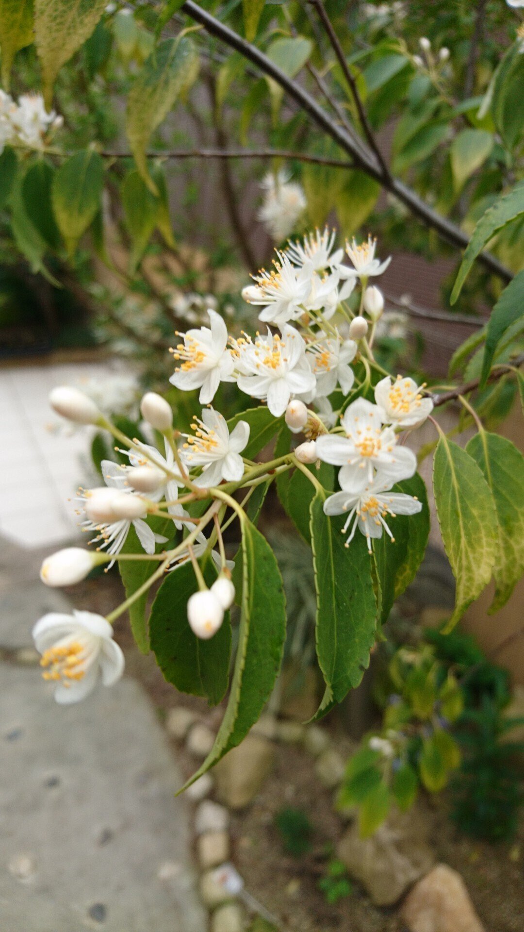 ハイノキ 130センチ