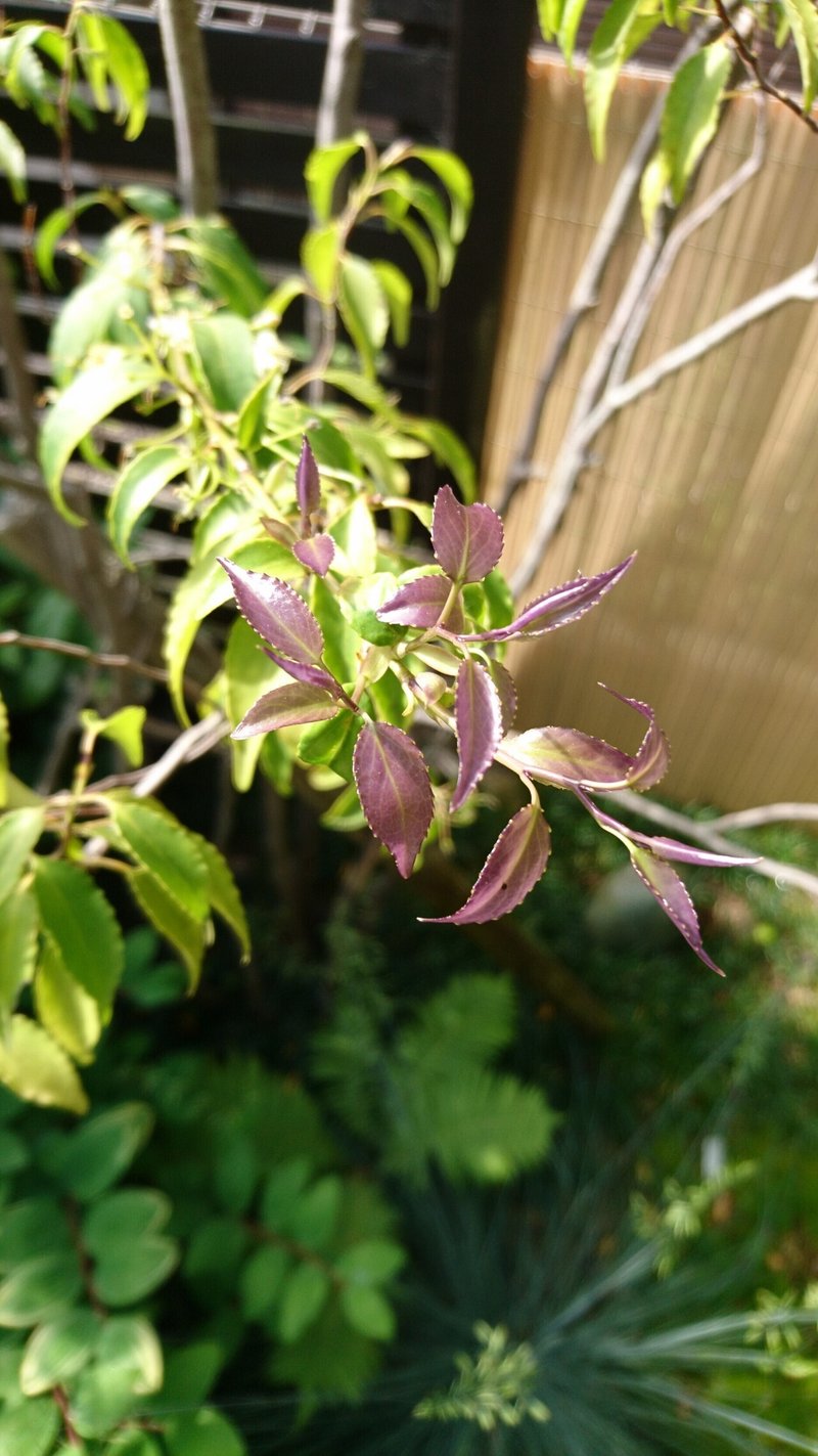 ハイノキの春 芽出しから開花し若葉へ 雑木の庭の苗木と草花ショップ ぞう木りん Note