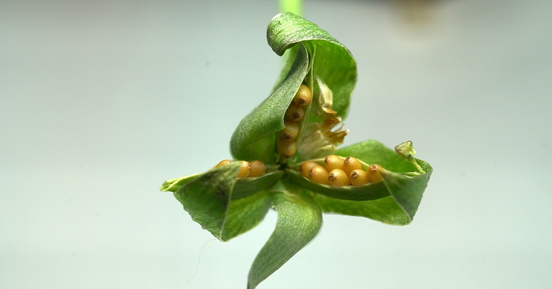 パンジービオラの種が想像以上の速度で飛び出してびっくりしたよ ゆかこ Note