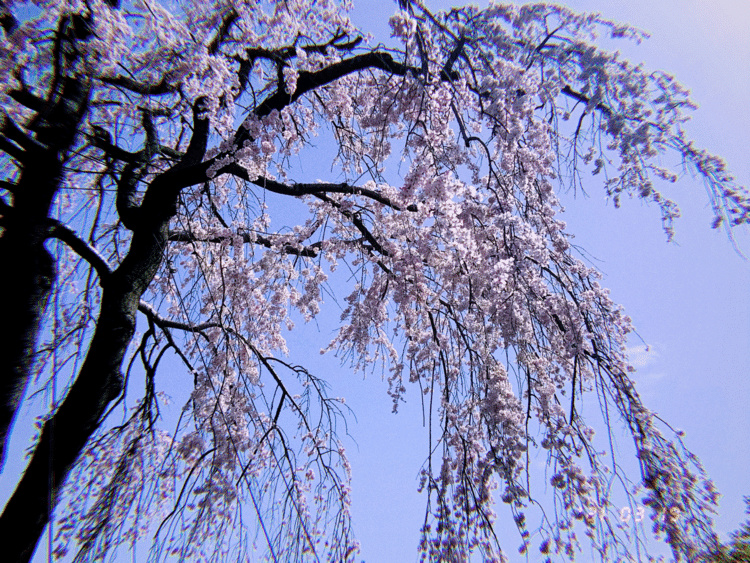 枝垂れ桜が風にそよいでいた、気持ちよさそうだった、みなが下に集まった、そして同じ風に揺られてた。