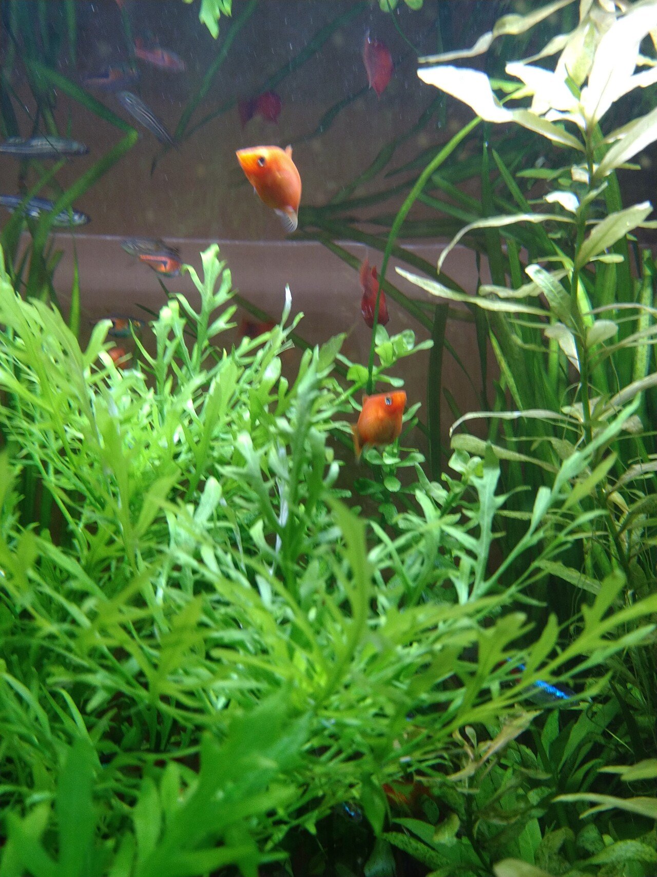 エラ呼吸は無理だけど 魚のように水中でユラユラしていたい 今日は髪の毛をカットしてショートボブにした 襟足はまるでワカメちゃん 生糸 Note エラ呼吸は無理だけど 魚のように水中でユラユラしていたい 今日は髪の毛をカットしてショートボブにした 襟足はまるでワカメちゃん 生糸 Note