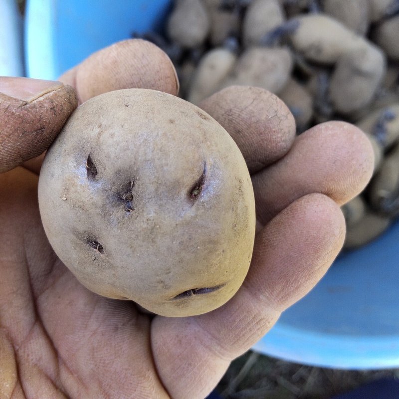 ジャガイモを植えよう ナベツネ Note