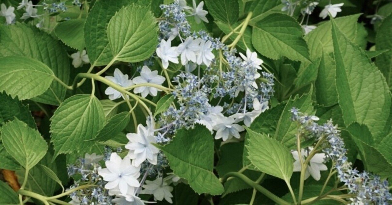 君が泣いたって紫陽花が咲くようにサヨナラは来るのです りこりす Note 君が泣いたって紫陽花が咲くようにサヨナラは来るのです りこりす Note