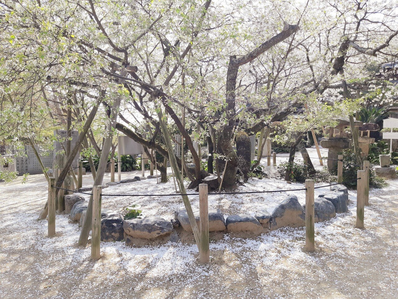 雪に見まがう花吹雪 山田幸子フリーアナウンサー Note