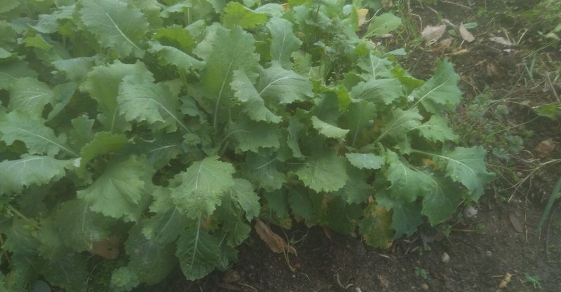 冬季節旬野菜 小蕪菜園栽培 成長は遅いが日陰でも育ってる 病気滅し健康的な高栄養価野菜を自然力で育てる 森林菜園 水玄和鹽 Note 冬季節旬野菜 小蕪菜園栽培 成長は遅いが日陰でも育ってる 病気滅し健康的な高栄養価野菜を自然力で育てる 森林菜園 水玄和鹽 Note