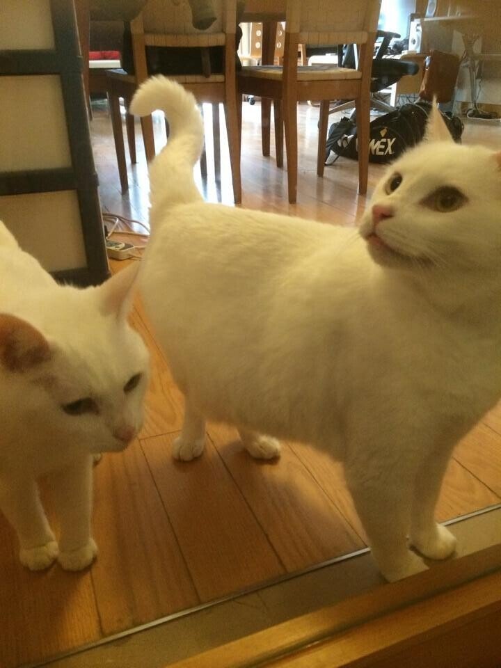 菊次郎と長介という中華田園猫 すーがー 啥啥啥上海 Note
