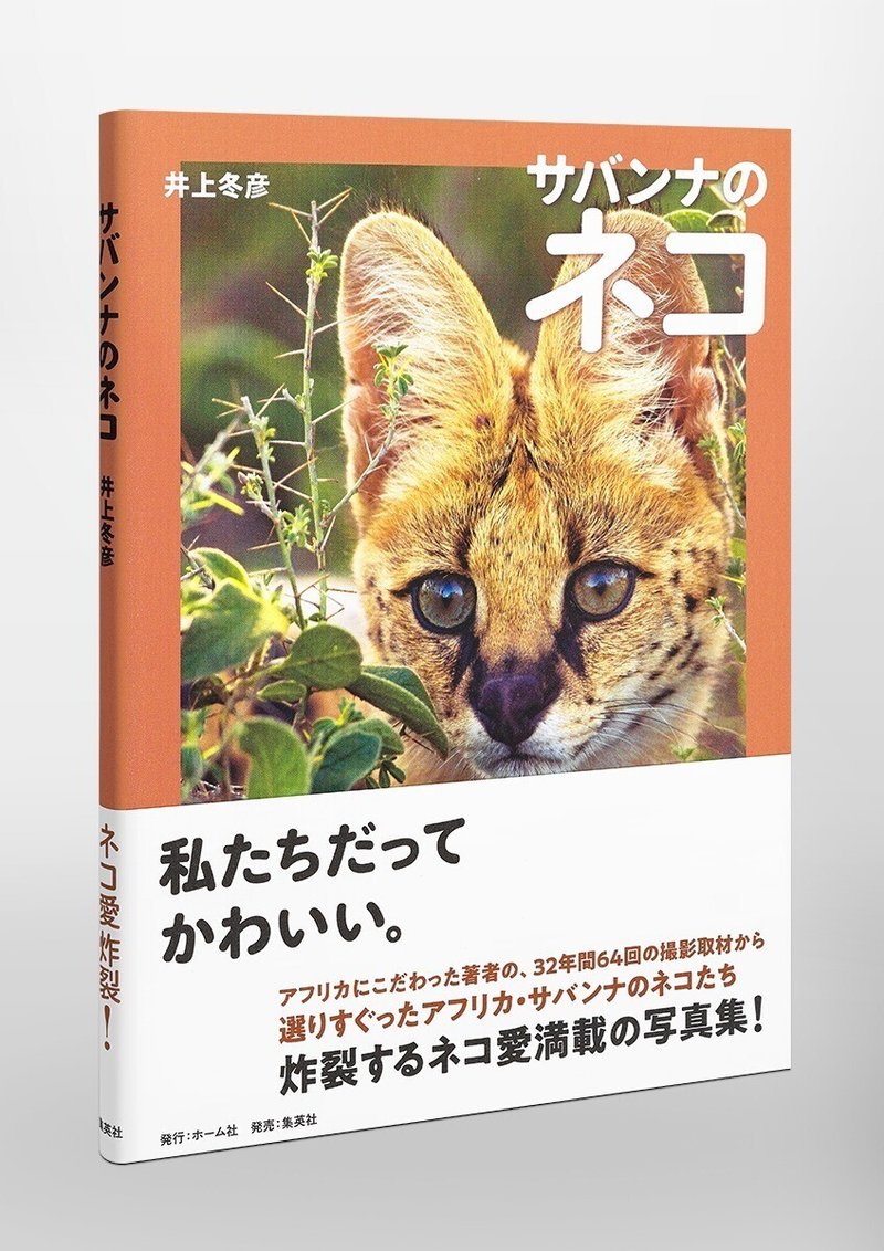 野生のネコたちの愛くるしい仕草満載の写真集 サバンナのネコ 井上冬彦著 3月26日 金 発売 Hb ホーム社文芸図書webサイト 野生のネコたちの愛くるしい仕草満載の写真集 サバンナのネコ 井上冬彦著 3月26日 金 発売 Hb ホーム社文芸図書webサイト
