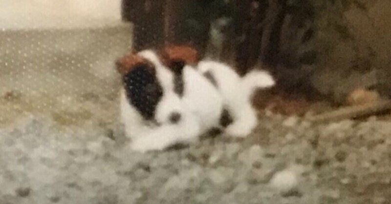 パンダ柄犬 チビの話 Tirol Note パンダ柄犬 チビの話 Tirol Note