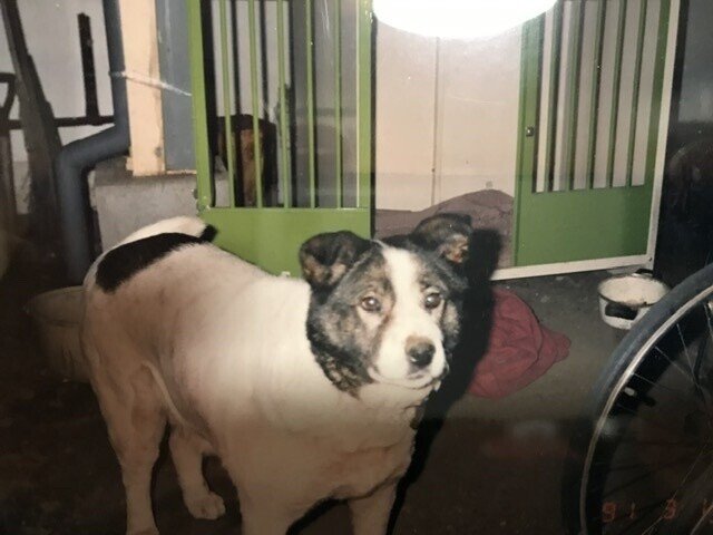 パンダ柄犬 チビの話 Tirol Note パンダ柄犬 チビの話 Tirol Note