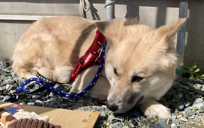 ビビリな保護犬に懐かれたい 3 ミムラ Note ビビリな保護犬に懐かれたい 3 ミムラ Note