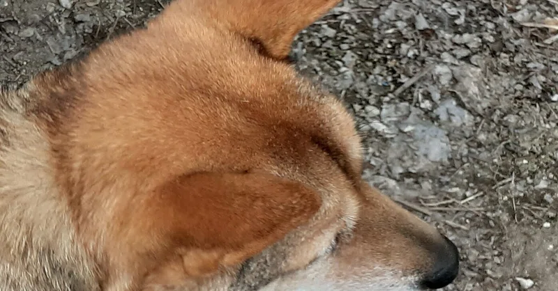 犬の病気について気をつけたほうがよいことメモ Yunyun Note