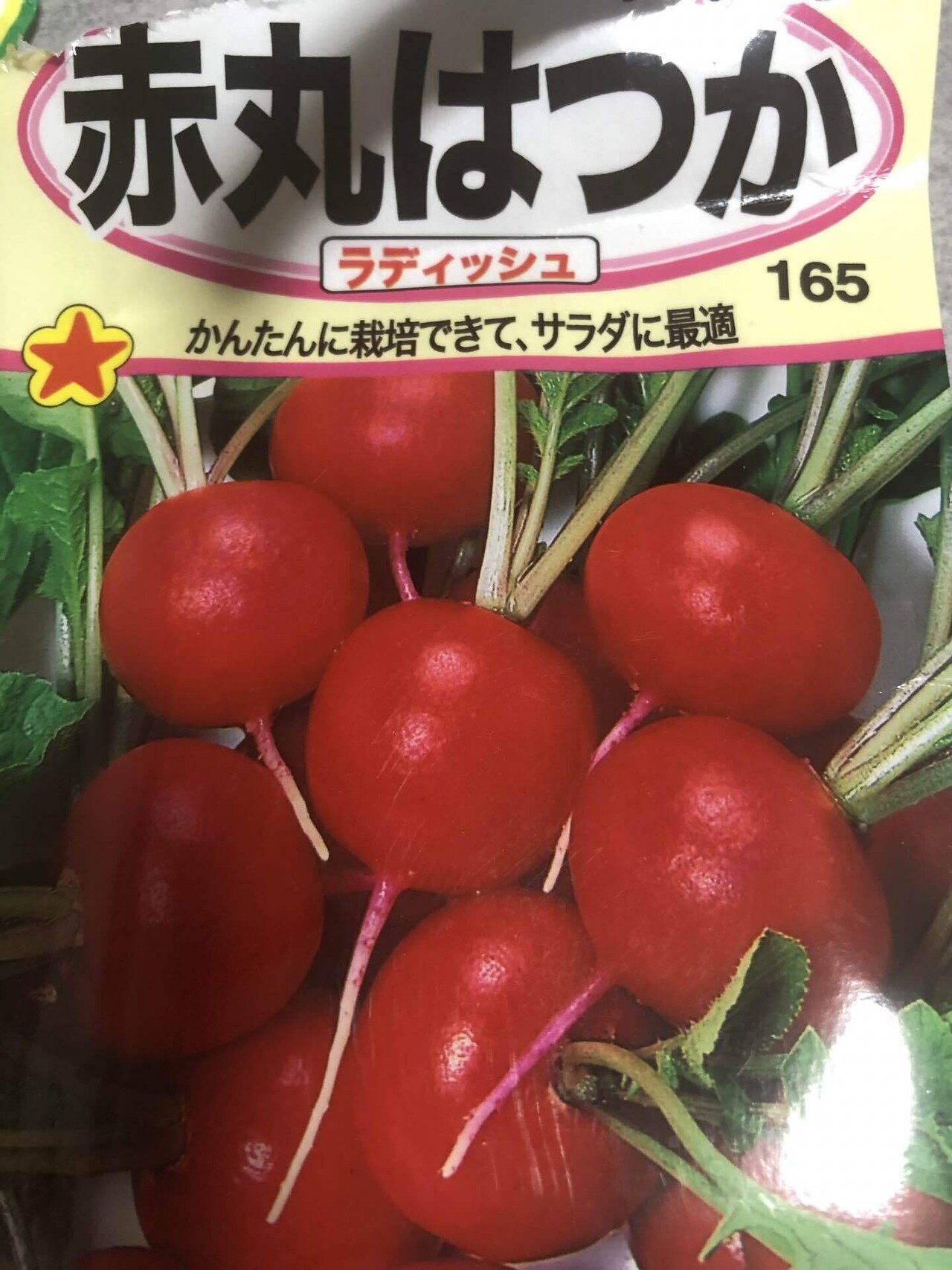 家庭菜園 赤丸はつか大根 ナガ Note 家庭菜園 赤丸はつか大根 ナガ Note