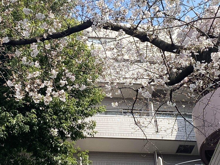 先週土曜日中井駅を降りて妙正寺川にかかった橋の側にソメイヨシノが咲いていた。ソメイヨシノはクローンだから一斉に咲く、と言われているから、翌日、中野通りの桜並木を見に出かけた。桜毛部にふさわしい春の装いで出かけたら、風が強く吹いて寒い。その上、桜はひとつも咲いていなかった。クローン云々は、およその目安かもしれなき。だが同日夕方のニュースで、靖国の桜が咲いたのでということで、東京は開花宣言をした。一昨日は咲いていなかった隣家のソメイヨシノが一斉に開いた。隣家の桜はどれも大木で、当分、桜を楽しむことが出来る。