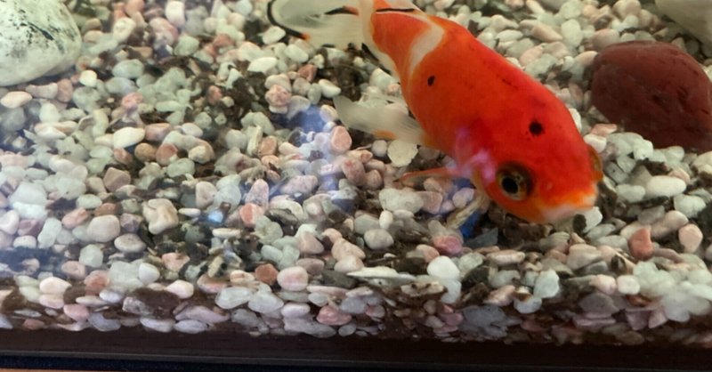 日常 金魚を育てて いた いる 話 真鯛 Note
