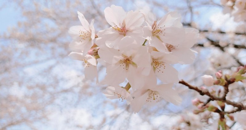 美しい日本語・「木の芽時」の過ごし方