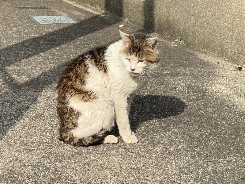 眩しそうな猫おった 村木藤志郎 Note