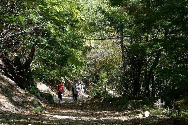 屋久島じゃないけど森林浴のイメージ（自分の写真）