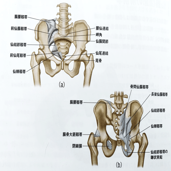 仙腸関節痛の理学療法評価〜臨床に繋がる知識と実践的評価方法〜｜理学