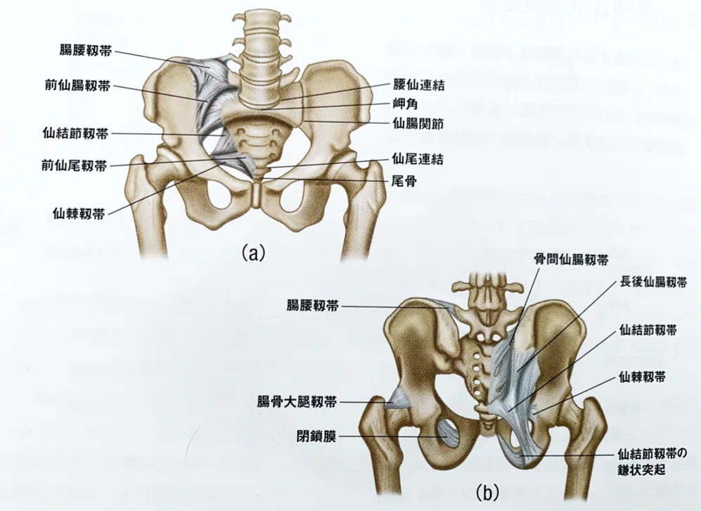 腰椎・骨盤領域の臨床解剖学 原著第4版 腰痛の評価・治療の科学的根拠