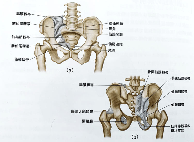 仙腸関節痛の理学療法評価 臨床に繋がる知識と実践的評価方法 理学療法士による理学療法士のためのnote Note 仙腸関節痛の理学療法評価 臨床に繋がる知識と実践的評価方法 理学療法士による理学療法士のためのnote Note