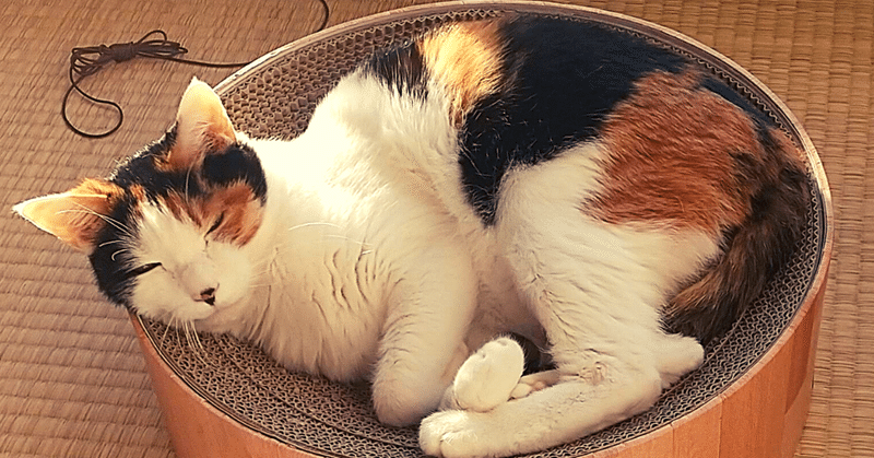 めちゃキャワなオトナ女子猫との暮らし 日曜日 Note