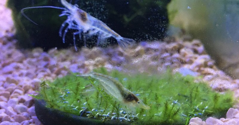 No 我が家のケンミジンコ撮影成功 アクアポニックス 水槽初心者 Note