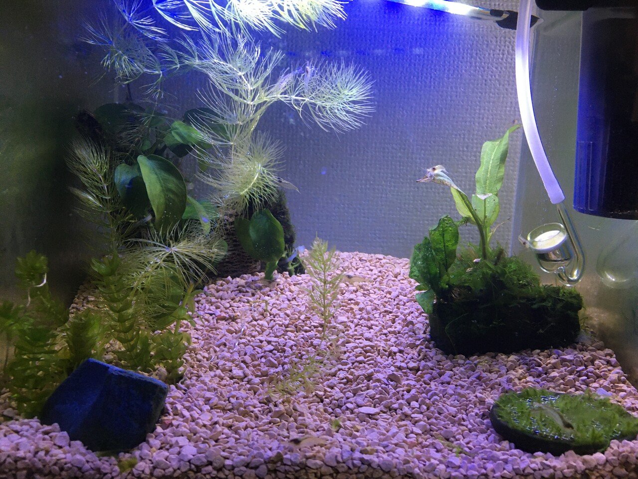 No 我が家のケンミジンコ撮影成功 水槽初心者 Note No 我が家のケンミジンコ撮影成功 水槽初心者 Note