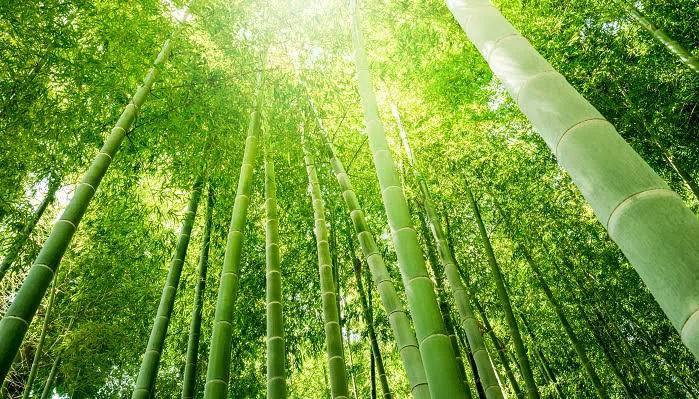竹はなぜ、筒状で軽いのにあれほどまで成長するのか？ それは、節があるからだという。 間隔ごとに節があることで、安定して伸びていく。 それは人の ...