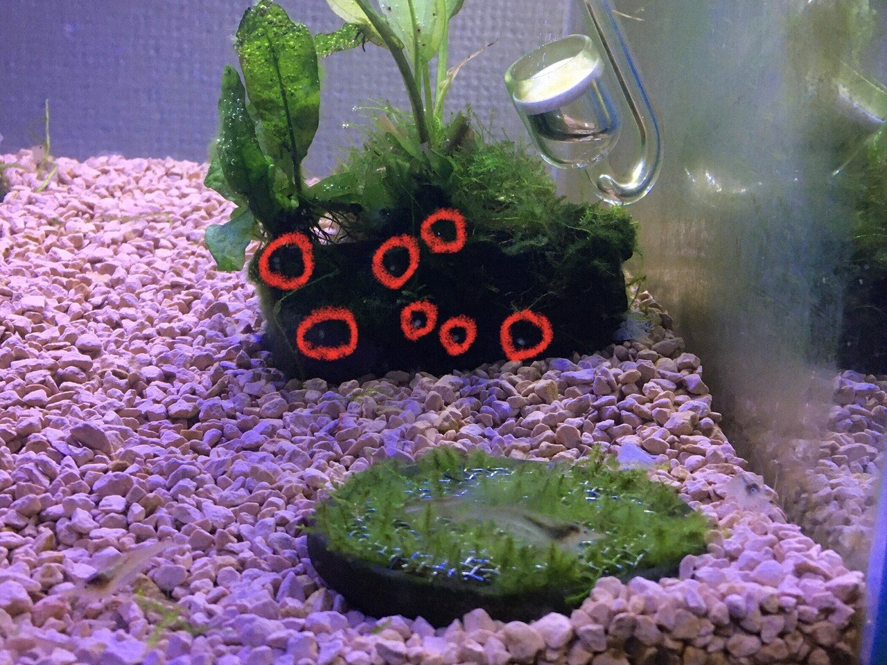 No 我が家のケンミジンコ撮影成功 水槽初心者 Note No 我が家のケンミジンコ撮影成功 水槽初心者 Note