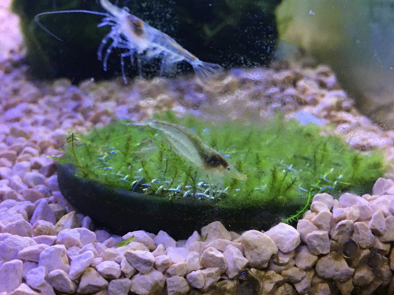 No 我が家のケンミジンコ撮影成功 水槽初心者 Note No 我が家のケンミジンコ撮影成功 水槽初心者 Note