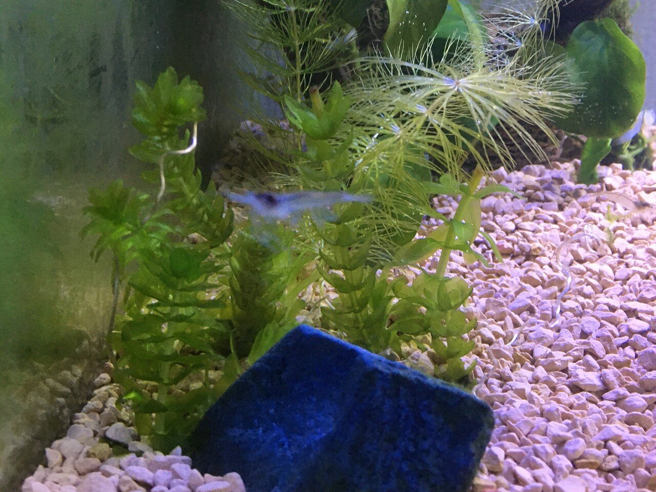 No 我が家のケンミジンコ撮影成功 水槽初心者 Note No 我が家のケンミジンコ撮影成功 水槽初心者 Note