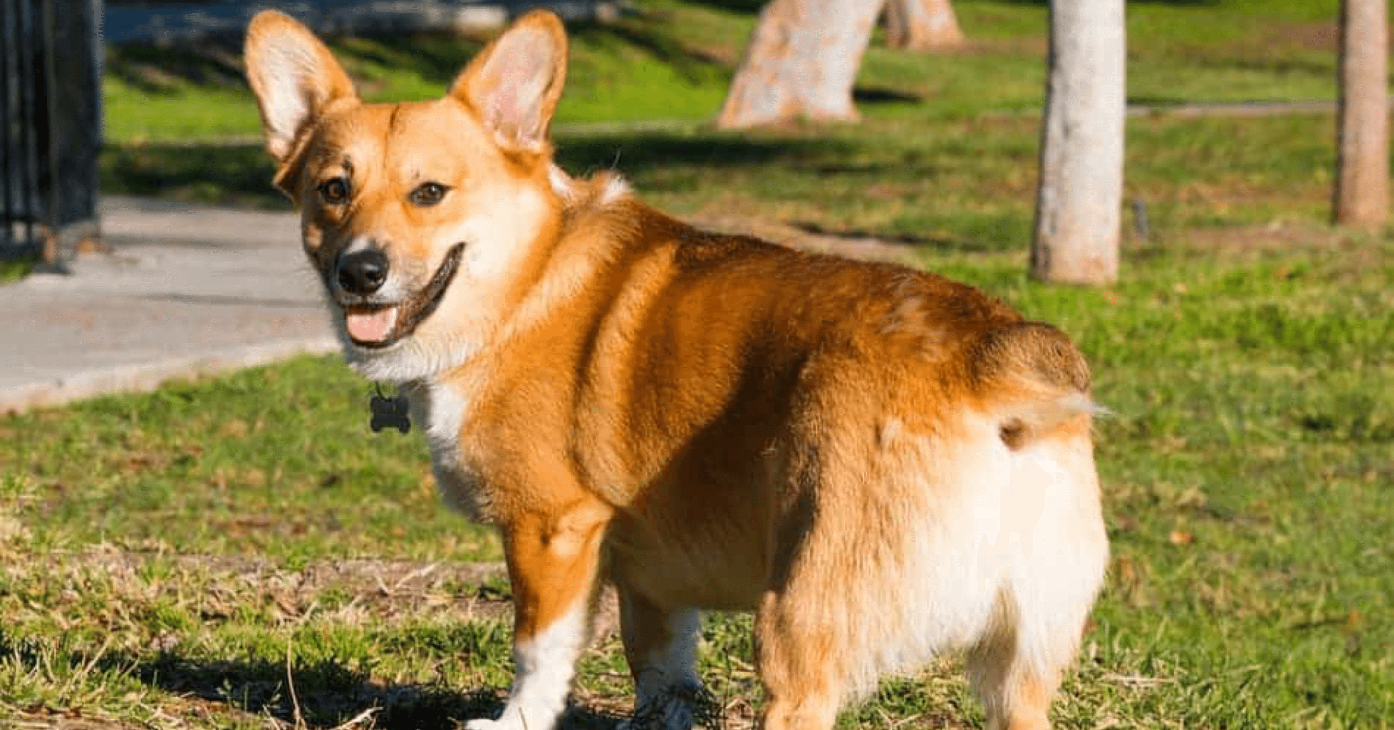 日本で未だ行われる犬の断尾 くまの飼い主 Note 日本で未だ行われる犬の断尾 くまの飼い主 Note