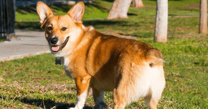 日本で未だ行われる犬の断尾🙄