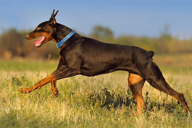 日本で未だ行われる犬の断尾 くまの飼い主 Note 日本で未だ行われる犬の断尾 くまの飼い主 Note