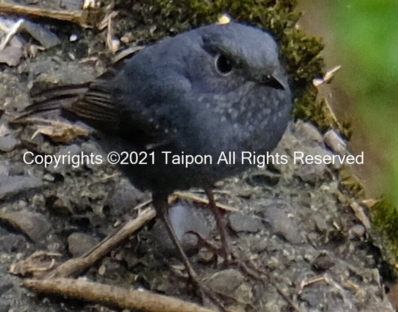 台湾 烏来でみた野鳥カワビタキ かわいい姿と強者の一面 鯛ポン Note