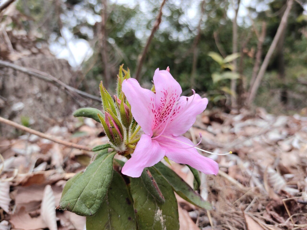 散歩をしていたら ツツジが咲いていて驚きました 子どもの頃 この花の蜜を学校の帰り吸った記憶があります かえる Note 散歩をしていたら ツツジが咲いていて驚きました 子どもの頃 この花の蜜を学校の帰り吸った記憶があります かえる Note