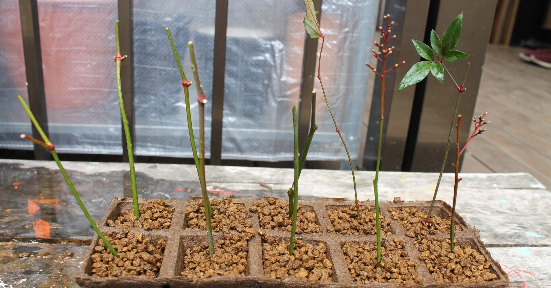 南天剪定と挿し木 21 3 Nakada Shugo Note 南天剪定と挿し木 21 3 Nakada Shugo Note