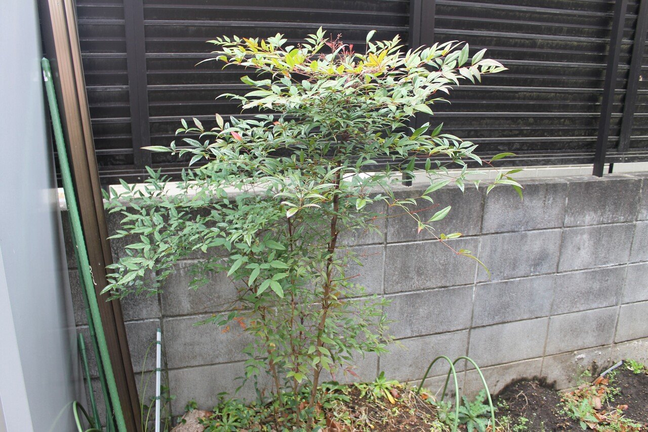 南天剪定と挿し木 21 3 Nakada Shugo Note 南天剪定と挿し木 21 3 Nakada Shugo Note