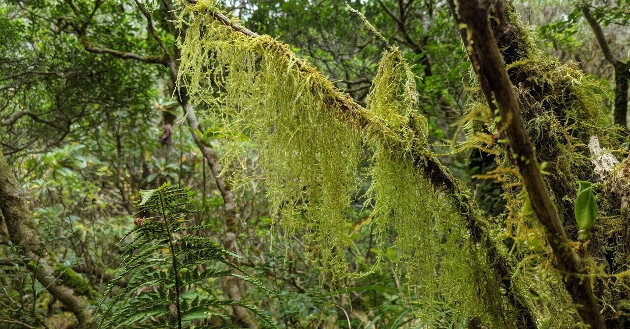 藻類と地衣類とサルオガセ｜卯月紫乃
