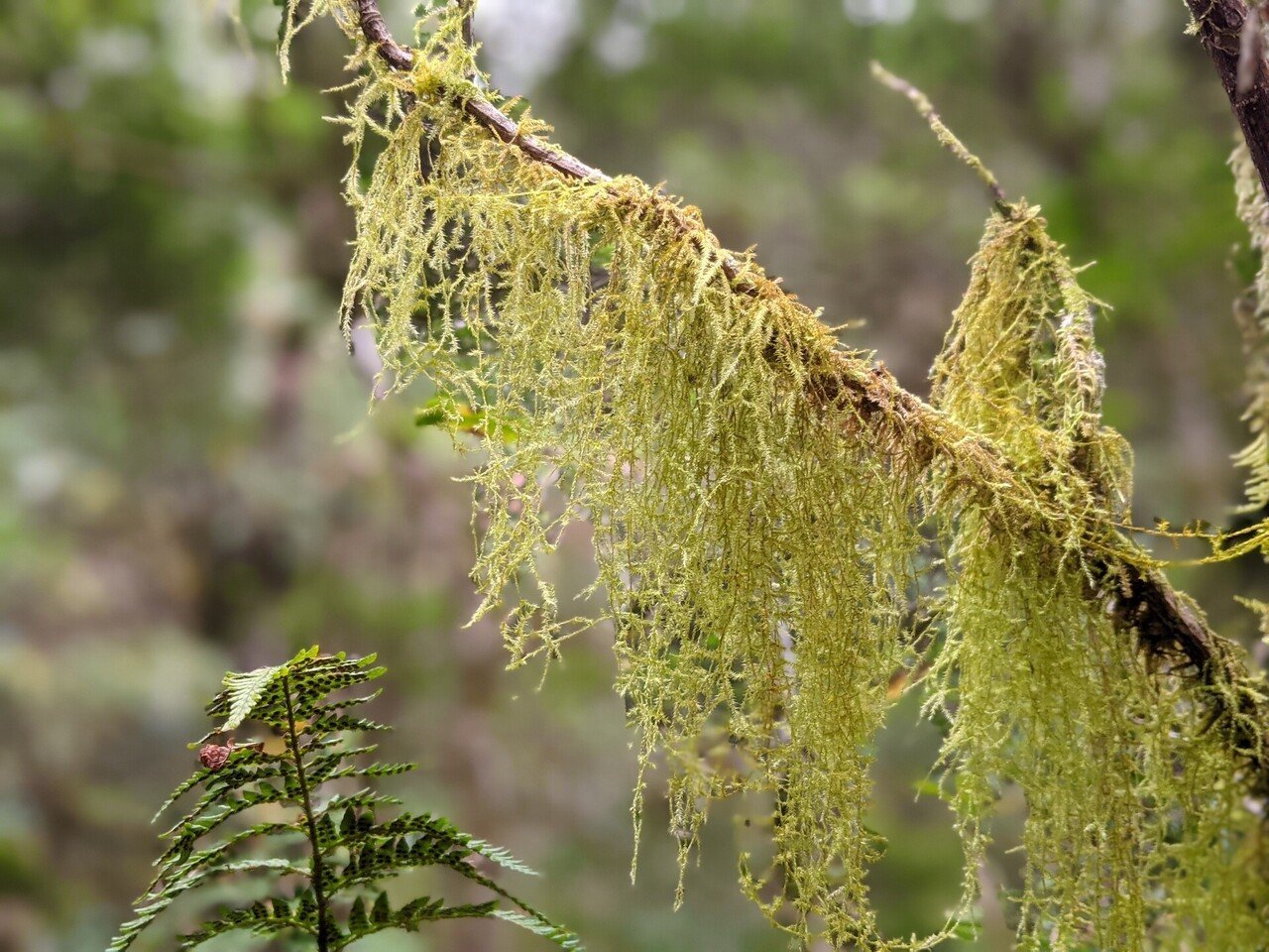 藻類と地衣類とサルオガセ 紫乃 Note