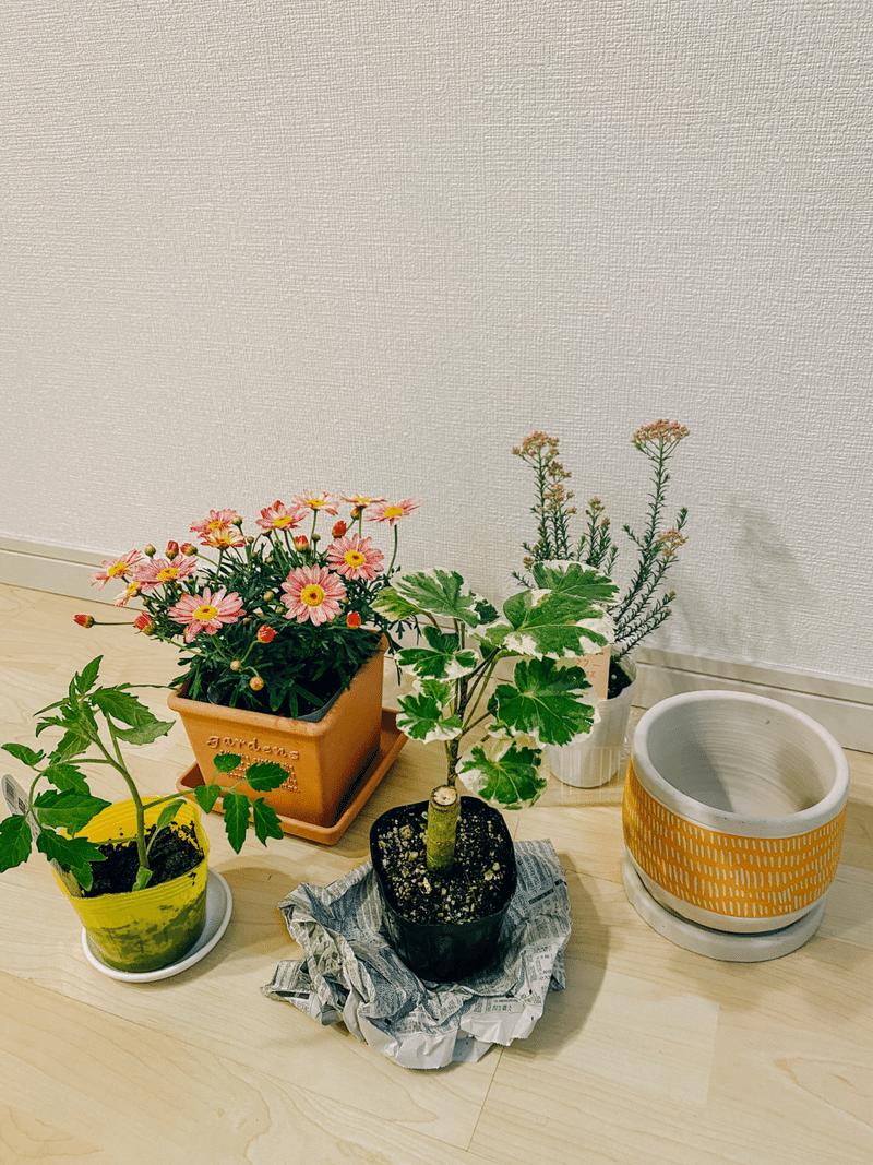久しぶりにお花を買いました 植える方 Maayaa Note 久しぶりにお花を買いました 植える方 Maayaa Note