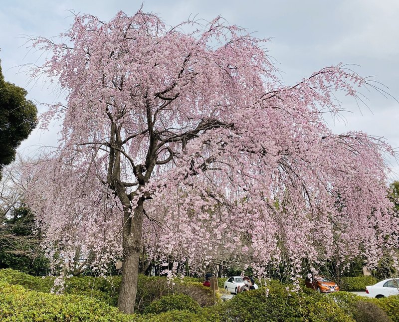 野田市最古の櫻木神社で疫病退散祈願 さわむらはるひ Note 野田市最古の櫻木神社で疫病退散祈願 さわむらはるひ Note