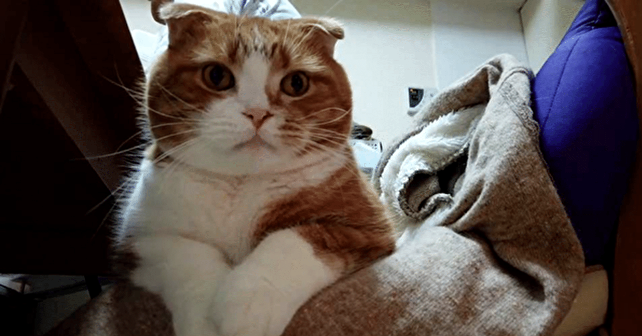 愛猫ゲン 命のカウントダウンは突然に 後編 ノザキケンジ Note 愛猫ゲン 命のカウントダウンは突然に 後編 ノザキケンジ Note