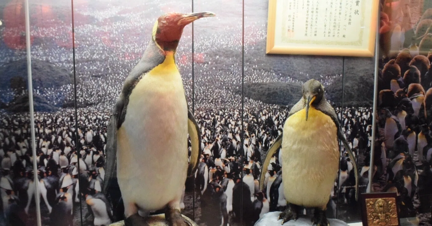 水族館でペンギン飼育を経験して思ったこと ペンギン好きぃ 鈴木起世美 Note