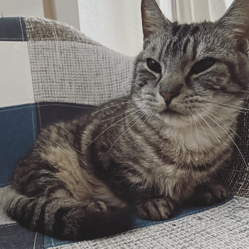 春 唯一の寂しさ 猫 Tombo Note 春 唯一の寂しさ 猫 Tombo Note